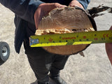 Branch Logger 5-inch 15HP