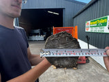 Branch Logger 4.5 inch PTO Driven